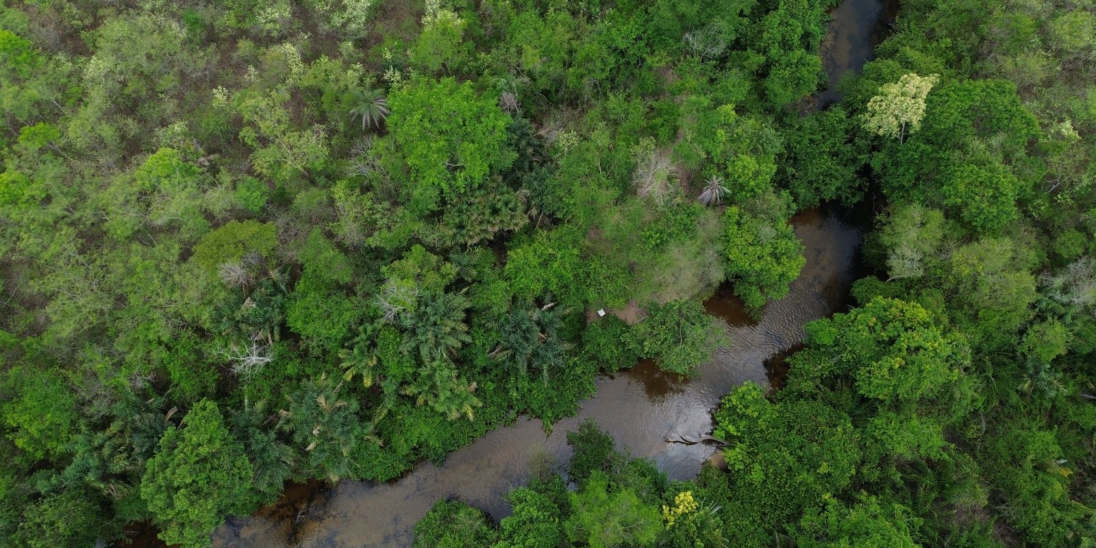 Projeto busca restaurar 600 mil hectares de vegetação nativa no Brasil