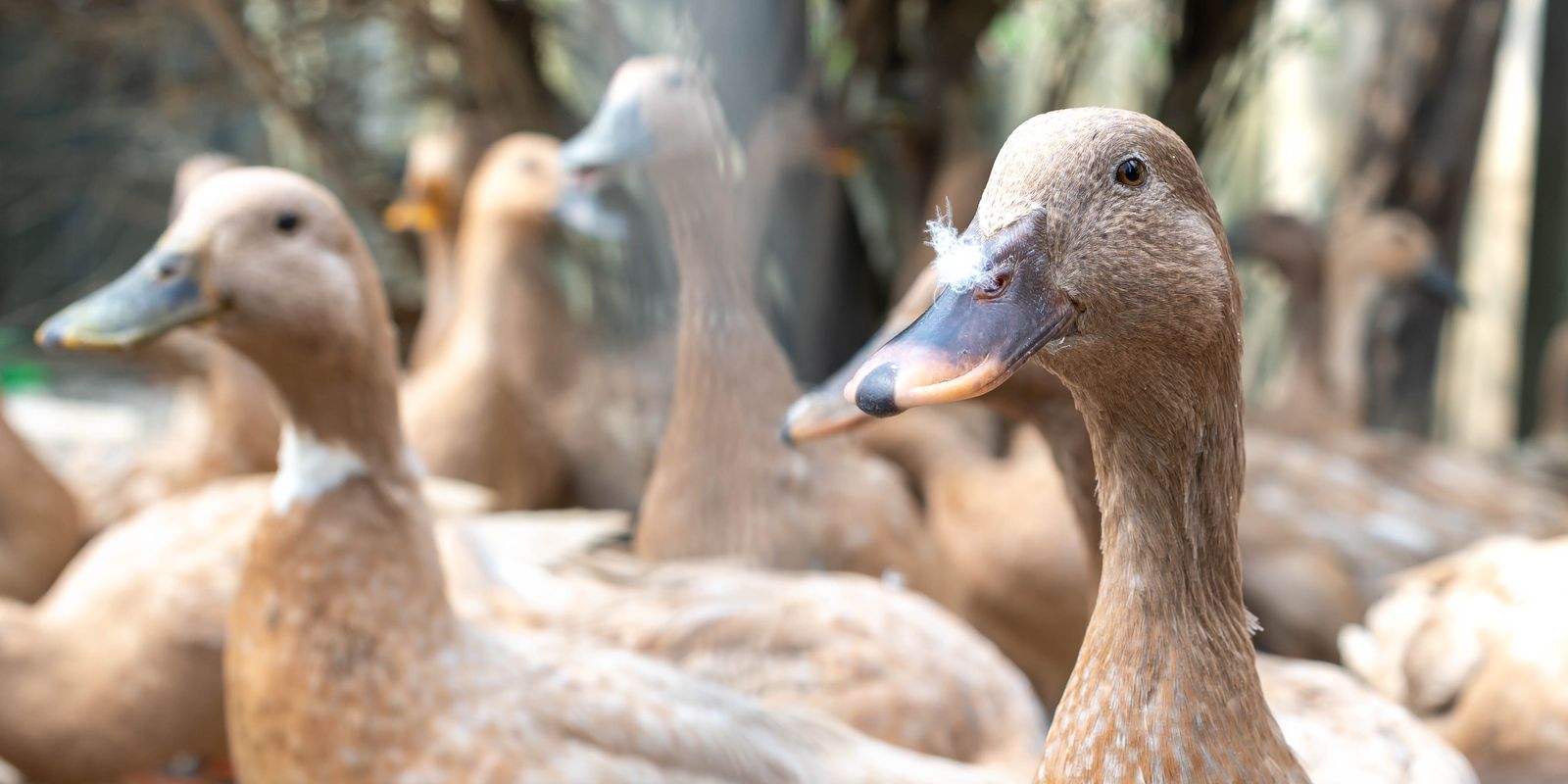 Sanciona lei que proíbe produção e comercialização de fois gras
