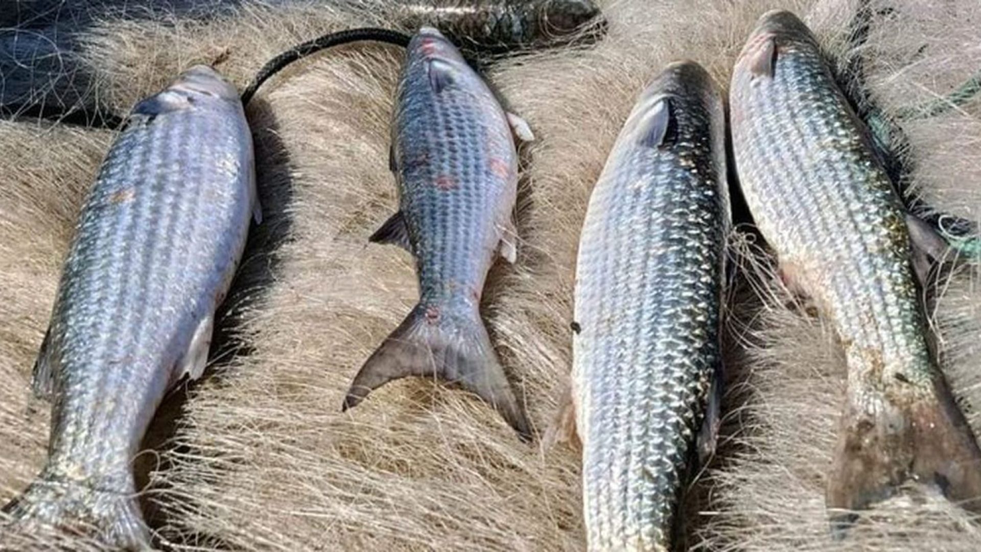 Pesca de tainha na modalidade arrasto de praia está suspensa