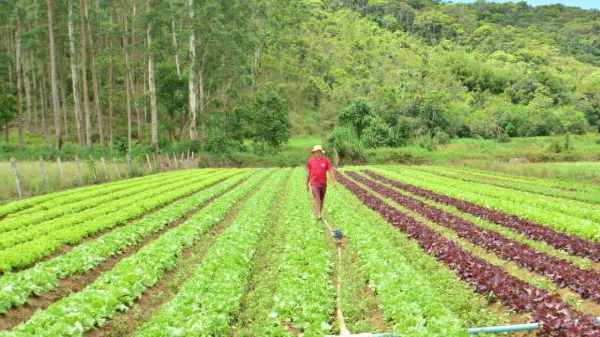 agricultura-sustentavel.jpg