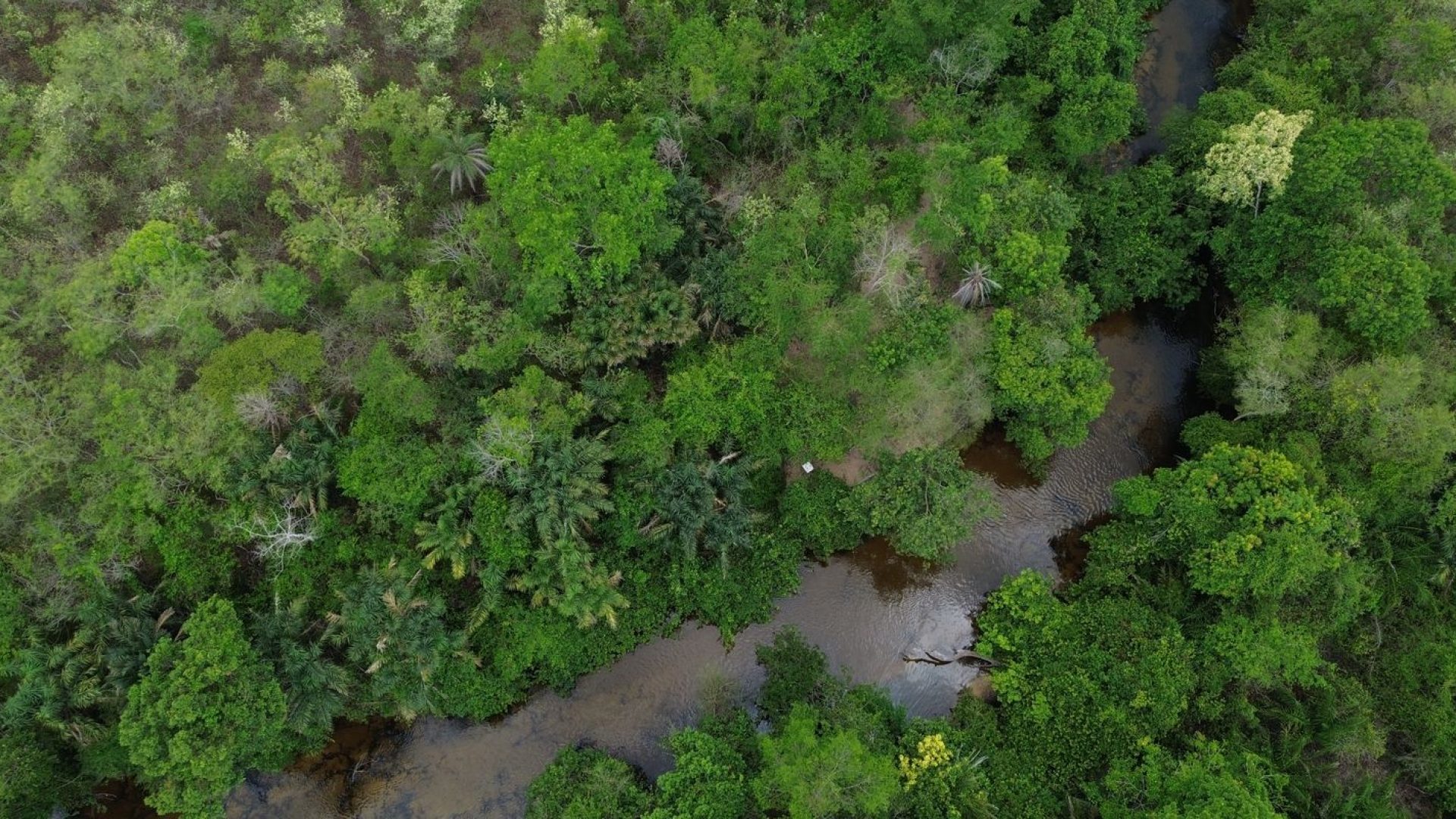 Projeto busca restaurar 600 mil hectares de vegetação nativa no Brasil