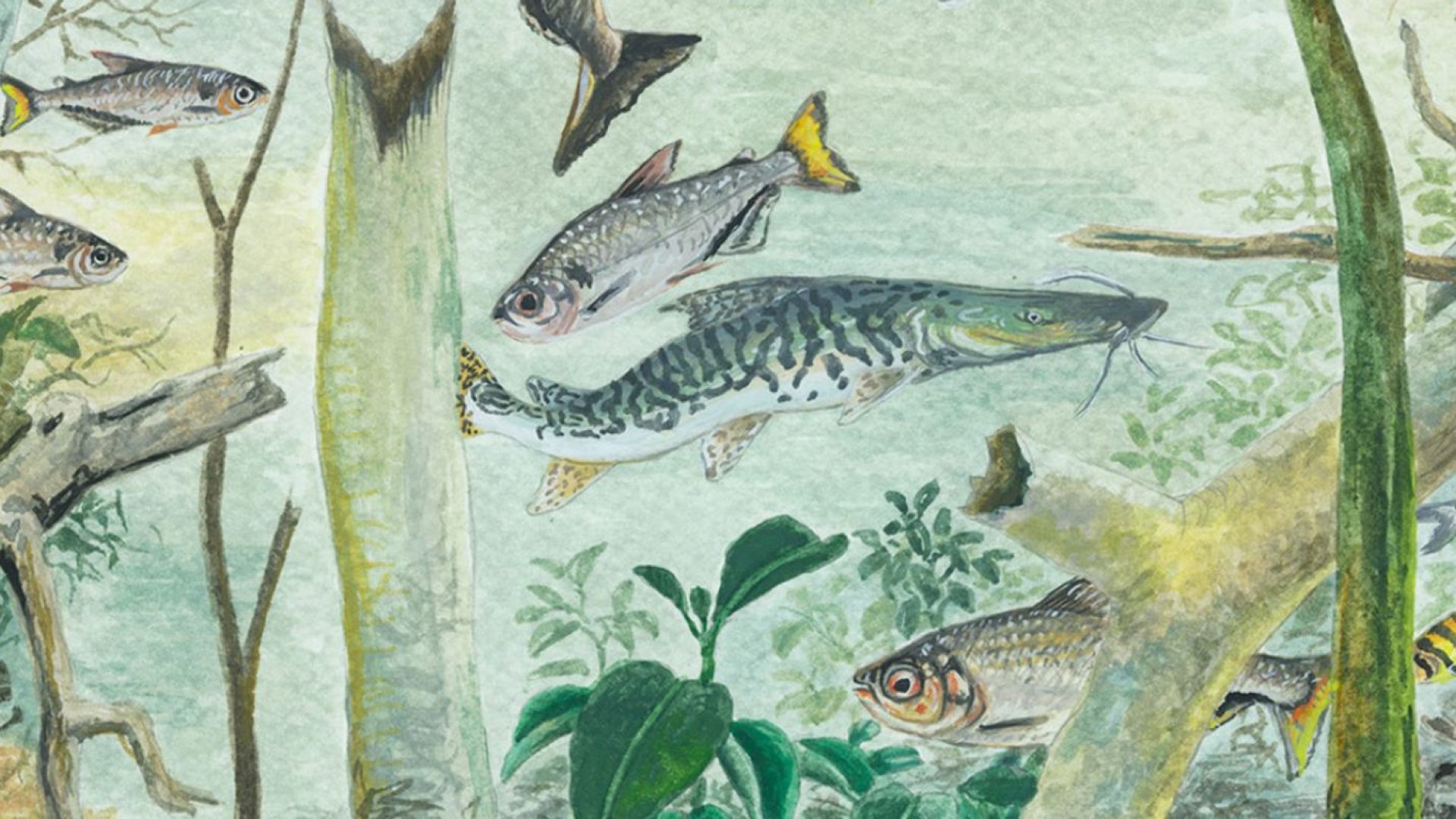 ilustracao_estudo_peixes_tnc.jpg