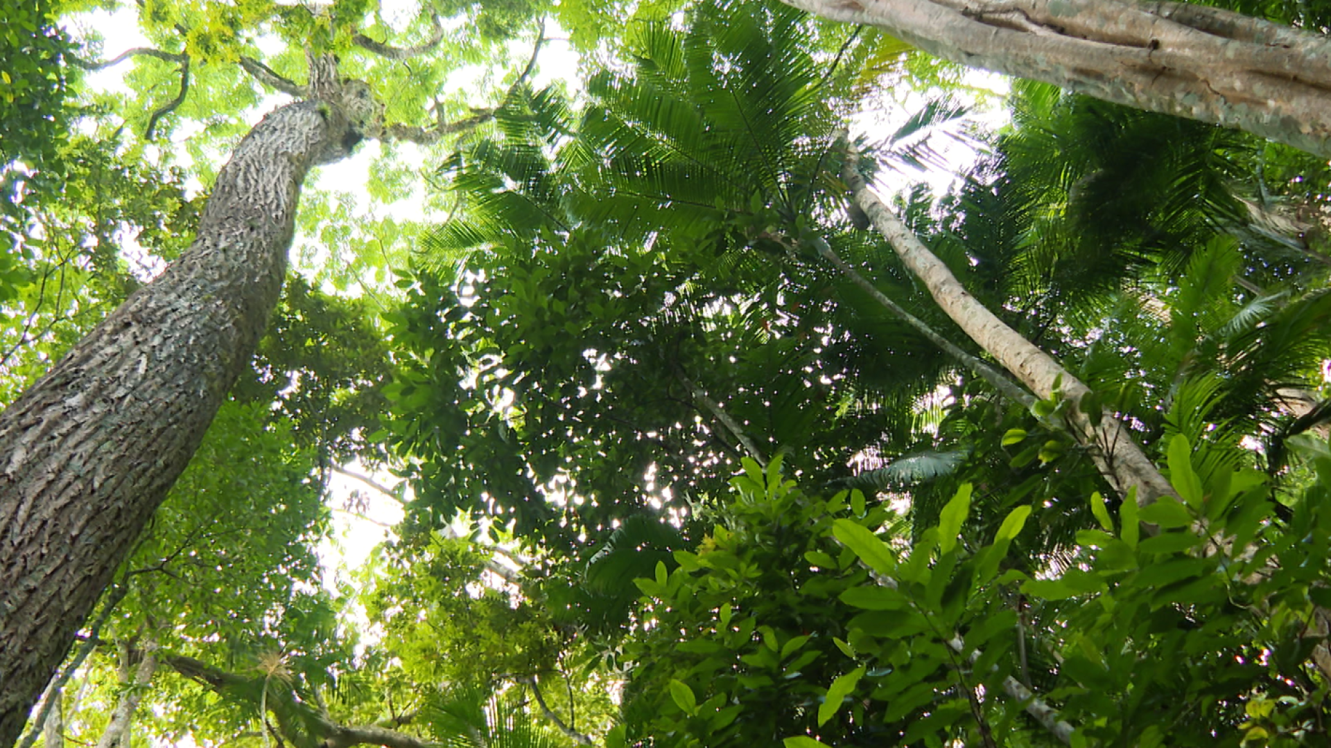 nossos_biomas_mata_atlantica_02.png