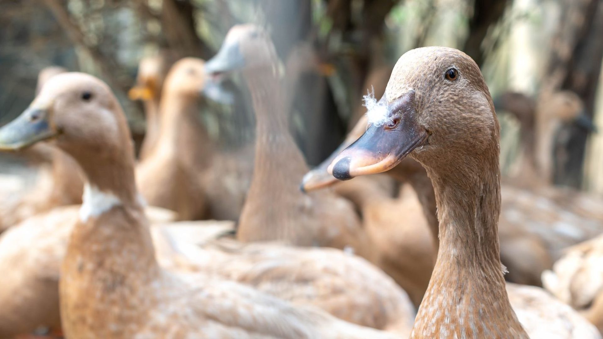 Sanciona lei que proíbe produção e comercialização de fois gras